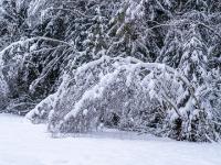 Äste biegen sich am Waldrand unter winterlicher Last